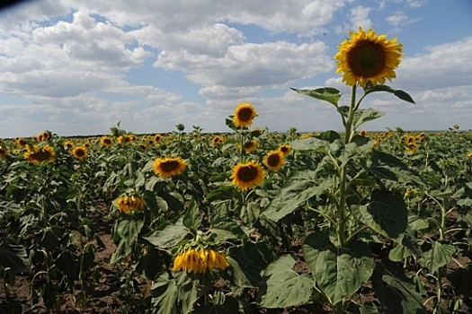 Из Волгоградской области в Беларусь отправили 360 тонн подсолнечного шрота