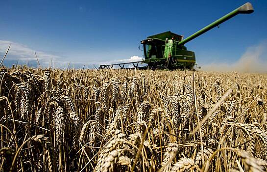 Россия увеличила экспорт пшеницы