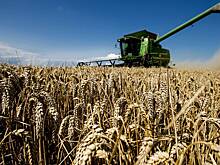 Россия увеличила экспорт пшеницы