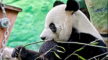 «Завтрак самурая»: Московский зоопарк показал снежную трапезу панды Жуи