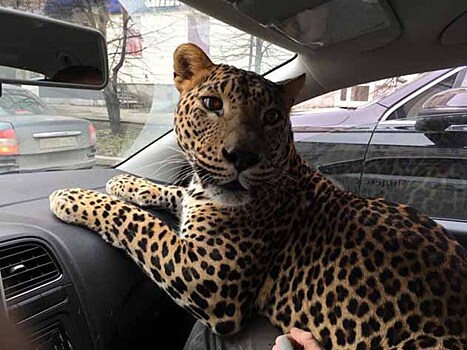 Водитель такси прокатил по Екатеринбургу клиента с леопардом
