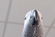 Видео: попугай точь-в-точь повторил звук телефона