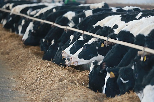 Дагестан стал лидером среди российских регионов по поголовью коров