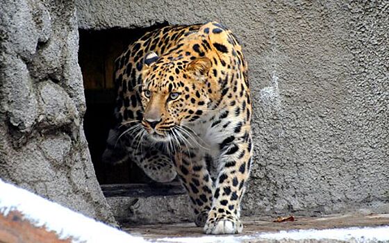В Московский зоопарк приехал дальневосточный леопард