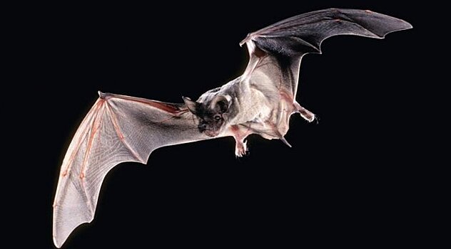 45 млн лет назад летучие мыши уже болели лейкозами