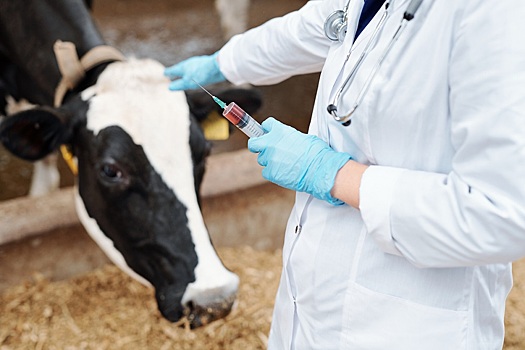 За прошлый год Россельхознадзор создал 13 вакцин для животных