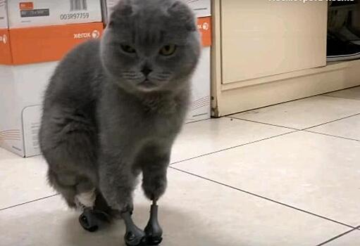 Российские ветеринары сделали кошкам протезы на все лапы