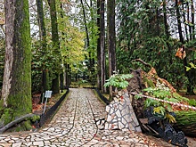 В дендрарии Сочи стихия повалила гигантский вековой ликвидамбр