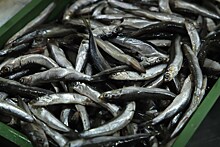 Жителя Шахт осудили за организацию нелегального канала переработки рыбы