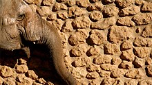 СМИ: "самая грустная в мире слониха" Флавия умерла после 43 лет одиночества в зоопарке