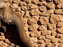 СМИ: "самая грустная в мире слониха" Флавия умерла после 43 лет одиночества в зоопарке
