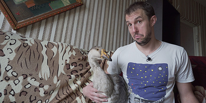 Белорус завел в квартире гуся и снимает про него сериал. Птице пришлось бороться за выживание