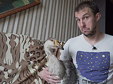 Белорус завел в квартире гуся и снимает про него сериал. Птице пришлось бороться за выживание