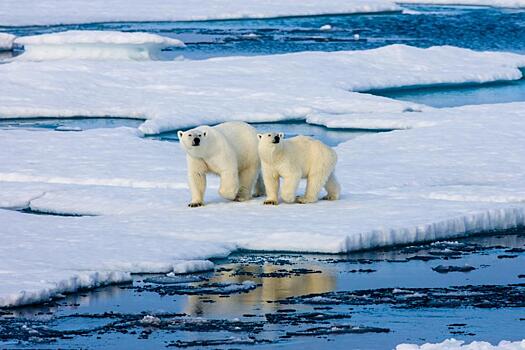 Сокращение ледников привело к нашествию белых медведей на Новой земле: Новости ➕1, 12.06.2021