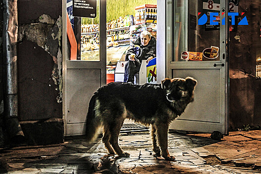 Догхантеры Владивостока подожгли собачьи будки