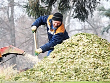 Куда сдать новогоднюю елку на утилизацию