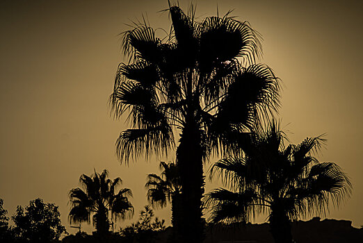 Желтые пальмы на набережной Сухума: катастрофы нет