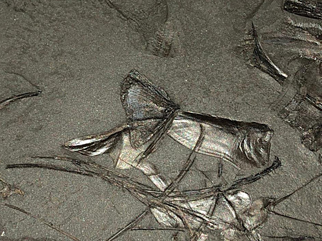 На месторождении в ХМАО нашли рыбу эпохи Мезозоя