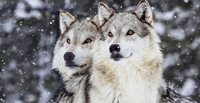 Моногамные животные и птицы, которые создают пару на всю жизнь