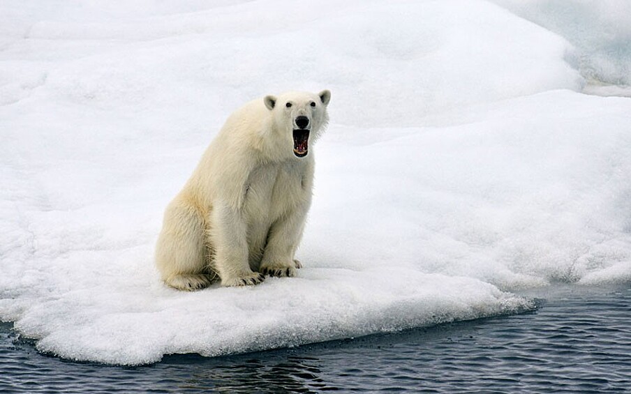 Белый медведь, Земля Франца-Иосифа, Россия.