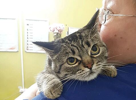 В Подмосковье займутся импортозамещением кормов для домашних животных