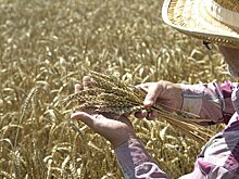 Россия повысила пошлины на экспорт пшеницы