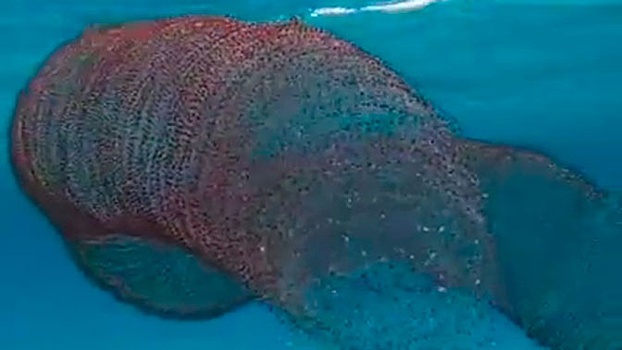«Червь» из 40 тысяч кальмаров ужаснул дайверов: видео