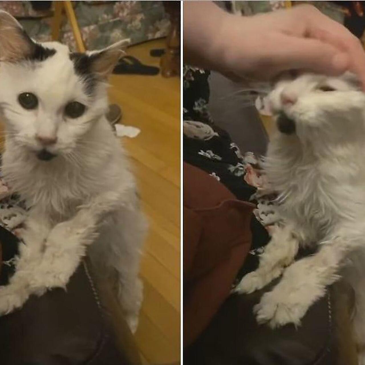 Крем пафф кот