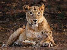 Редчайшие хищники съели трех человек за две недели. Как борьба за спасение исчезающего вида привела к патовой ситуации?