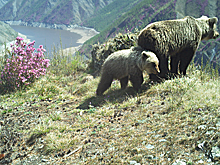 В Саяно-Шушенском заповеднике показали "танец" медвежонка на фоне рододендронов