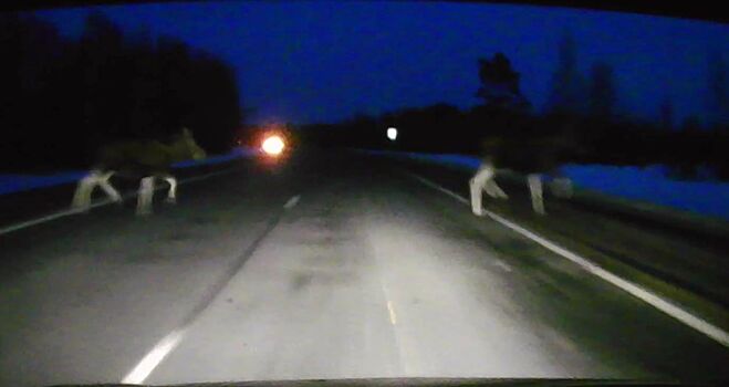 Лоси устроили для водителей сцену из хоррора под Костромой