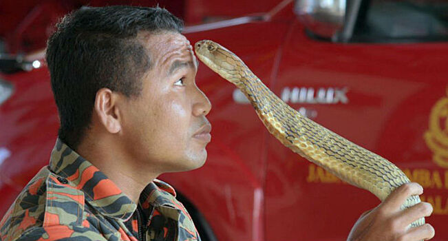 Последний поцелуй: самый знаменитый змеелов погиб от укуса кобры