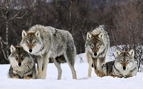 В Кобяйском улусе стая волков загрызла больше ста оленей