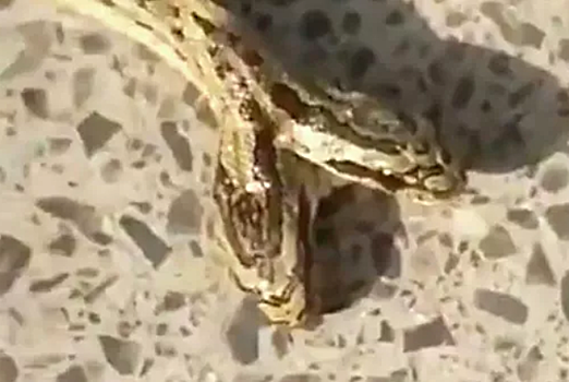 Фермер поймал двуглавую змею в Китае