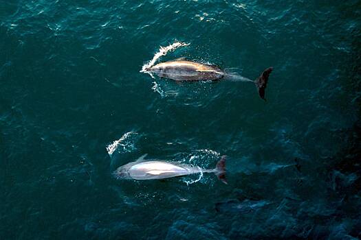 30 косаток попытались съесть заживо двух серых китов и попали на видео