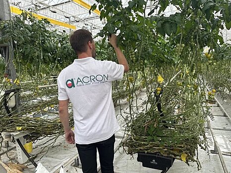 «Акрон» успешно провел испытания кальциевой селитры на томатах в АПХ «ЭКО-культура»
