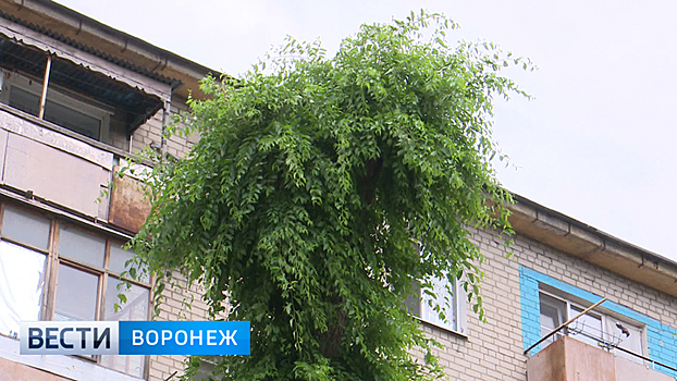 Общественников возмутила варварская обрезка деревьев в Воронеже