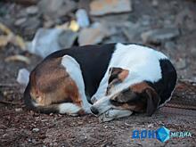 В Ростове могут построить приют для 2000 животных