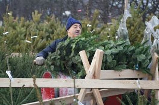 С 1 декабря в Омске начнётся продажа новогодних елей