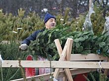 С 1 декабря в Омске начнётся продажа новогодних елей