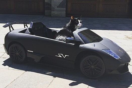 Канадский диджей купил Lamborghini для своего кота