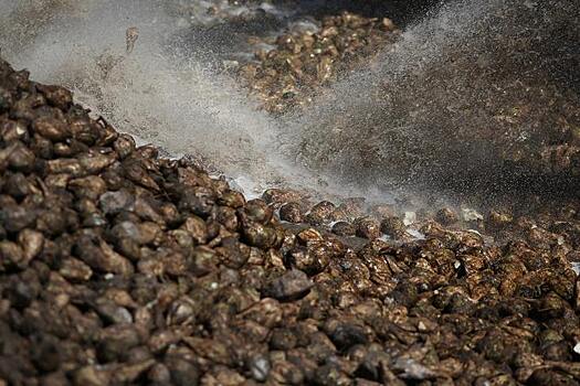 Эксперты отмечают рост продаж сахарного песка