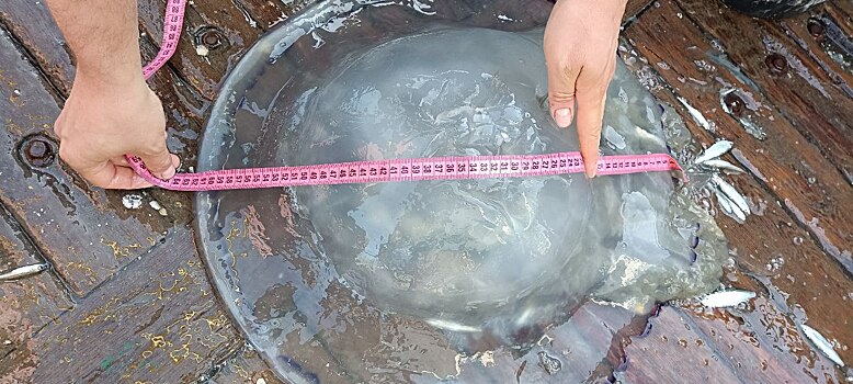 Какую опасность представляют медузы в Азовском море
