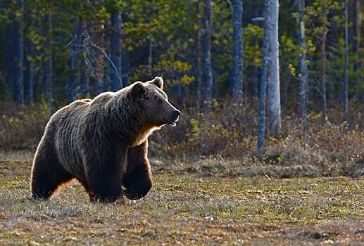 Следы обитания бурого медведя обнаружили в лесу под Клином
