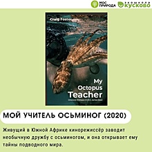 В «Экошколе Кусково» покажут фильм «Мой учитель осьминог»