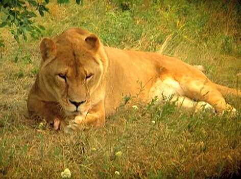 В бельгийском зоопарке застрелили вырвавшую из вольера львицу