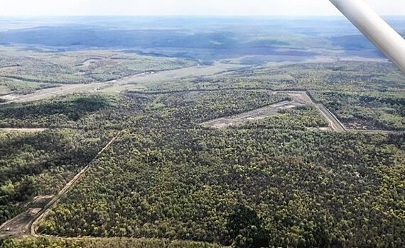В семи лесничествах Татарстана уничтожат непарного шелкопряда — на это выделят почти 100 миллионов рублей