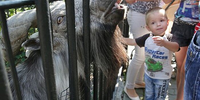 В Московском зоопарке появились на свет детеныши такинов, туров и овцебыков