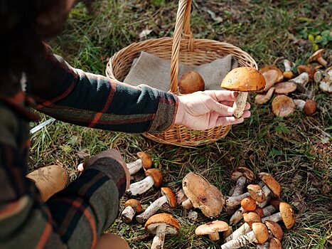 Эксперт Тихомиров: новая волна грибов начнется в Подмосковье в конце сентября