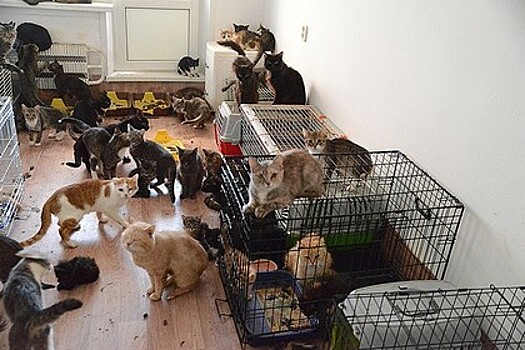 В квартире московского художника обнаружили 80 кошек